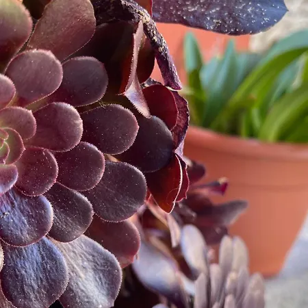 El Corralin La Frecha