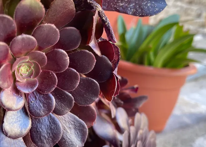 El Corralin La Frecha